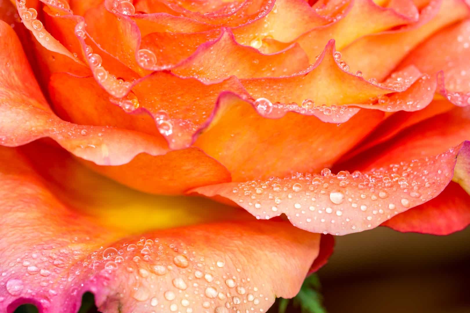 Róża kokorowa z kroplami wody 7 Duży - Makrofotografia poradnik i 7 pomysłów