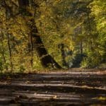 Jesienne zdjęcia 2018 Lasy oliwskie jesień październik 2018-8