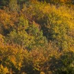 Jesienne zdjęcia 2018 Lasy oliwskie jesień październik 2018-8