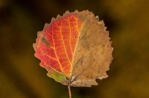 Wyzwanie fotograficzne 7 dni dzień pierwszy -4