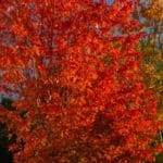 Jesienne zdjęcia 2018 Lasy oliwskie jesień październik 2018-8