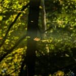 Jesienne zdjęcia 2018 Lasy oliwskie jesień październik 2018-8