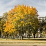 jesienn zdjęcia 2018 gdańsk oliwa lasy oliwskie