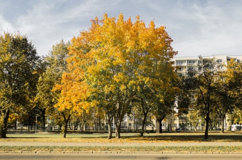 jesienn zdjęcia 2018 gdańsk oliwa lasy oliwskie