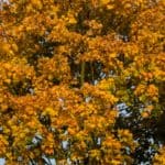 Jesienne zdjęcia 2018