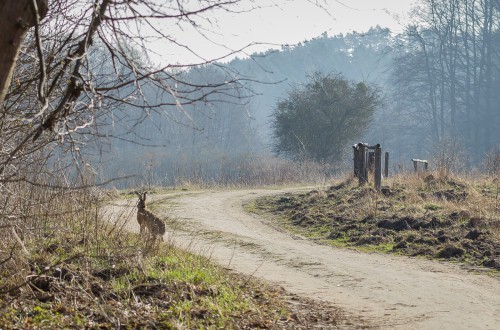 Fotografia przyrodnicza Lasy Oliwskie Wiosna 2019-24