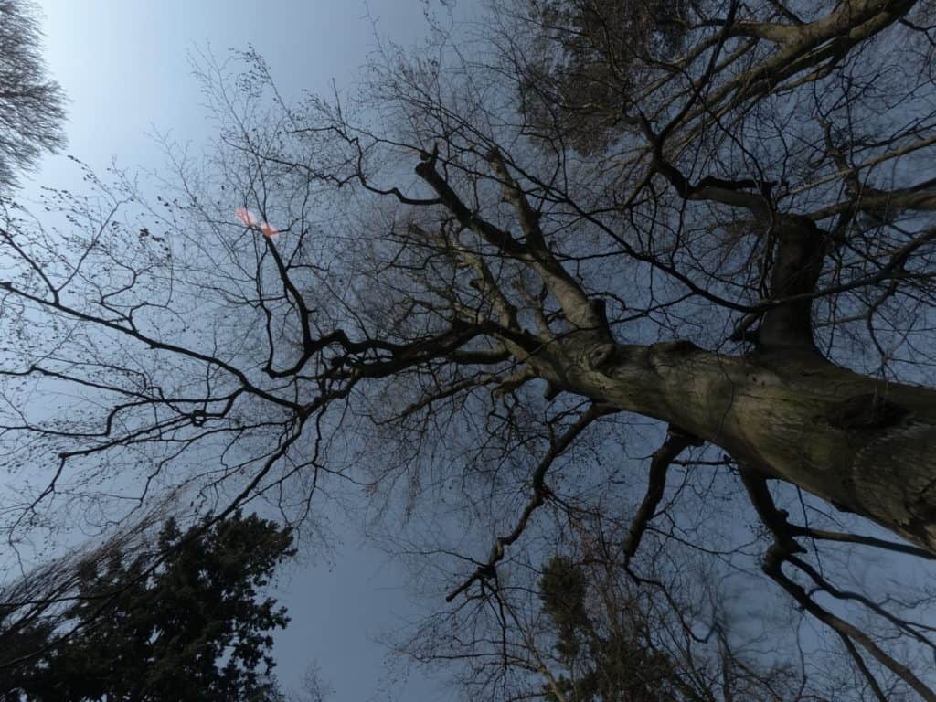 xiaoyi yi 4k+ przykładowe zdjęcie drzewa brak obróbki