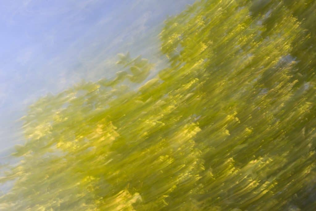 Abstrakcja w krajobrazie świadome poruszenie zdjęcia-3