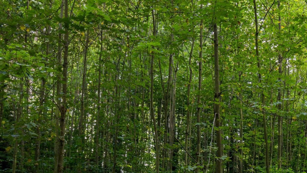 Fotografia 10mm szerokokątny obiektyw canon-10