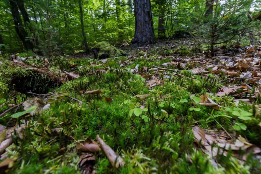 Fotografia 10mm szerokokątny obiektyw canon-6