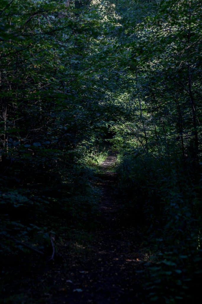 Jak znaleźć kadr w lesie-2