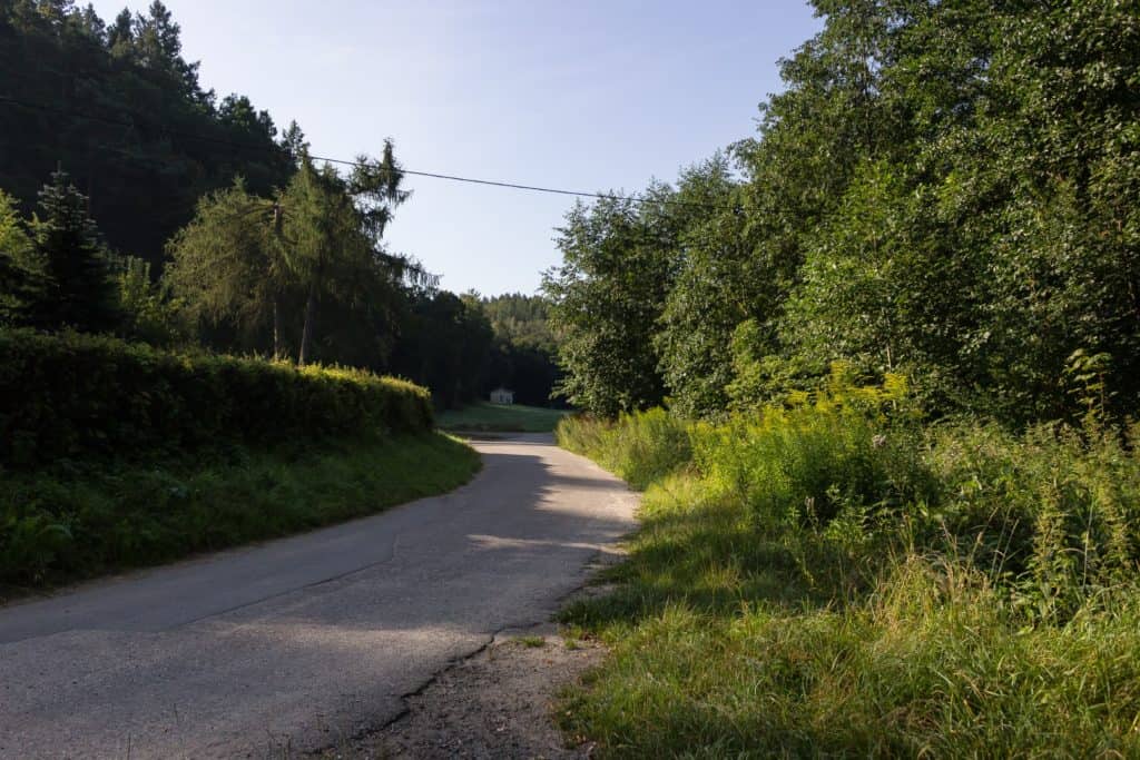 Jak znaleźć kadr w lesie-27