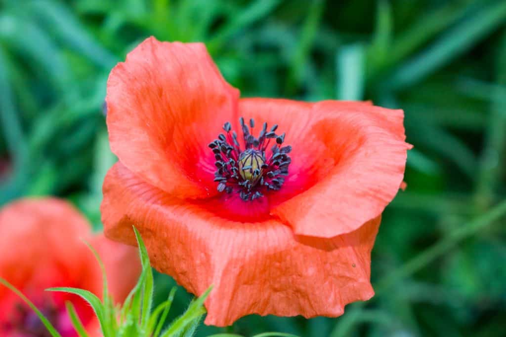 Jak znaleźć kadr w lesie-31