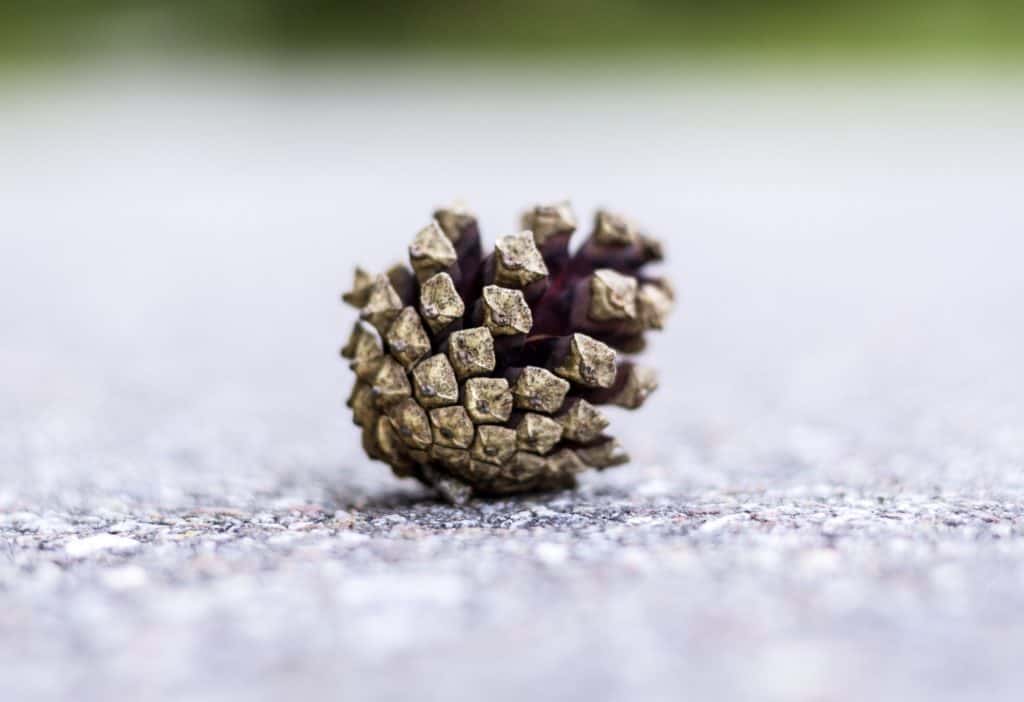 Jak znaleźć kadr w lesie