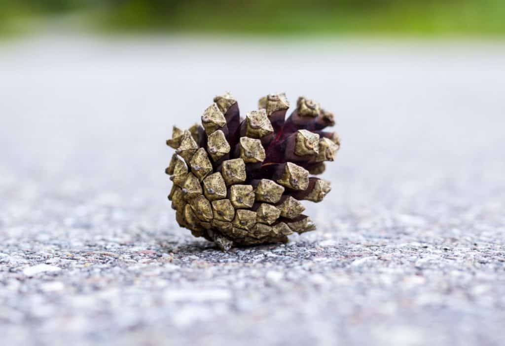 Jak znaleźć kadr w lesie - szyszka na drodze