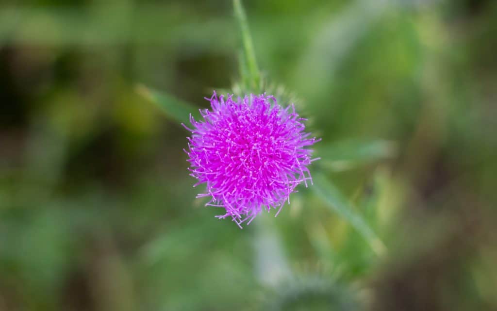 Jak znaleźć kadr w lesie-36