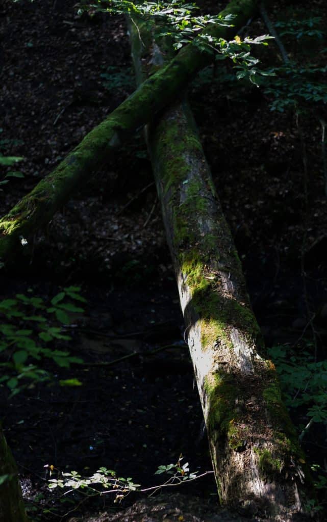 Jak znaleźć kadr w lesie - pajęczyna