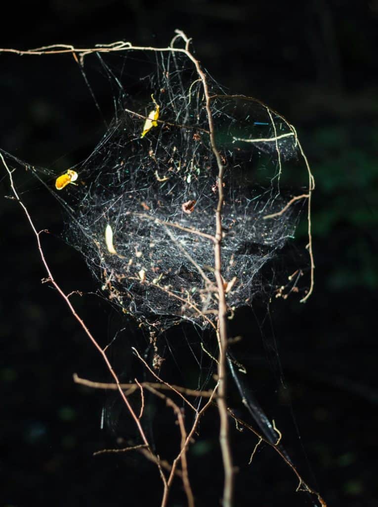 Jak znaleźć kadr w lesie - pajęczyna