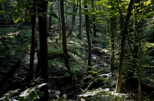 jak znaleźć kadr w lesie