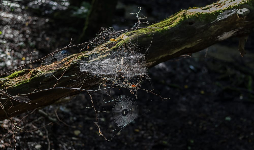 jak znaleźć kadr w lesie - pajęczyny nad skarpą