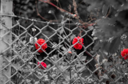 Fotografia z jednym kolorem przykłady zastosowania barw-6