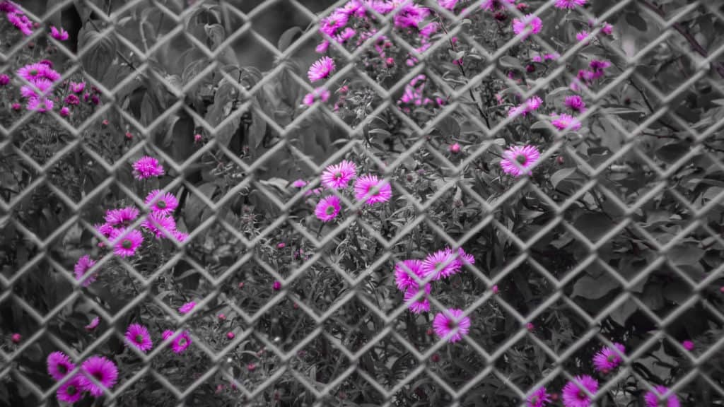 Fotografia z jednym kolorem przykłady zastosowania barw-8