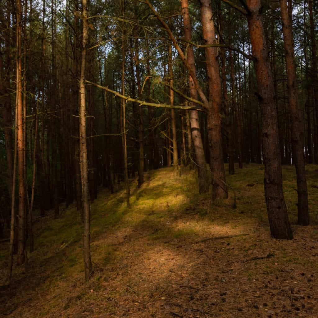 Wyspa Sobieszewska Mewia Łacha las o złotej godzinie