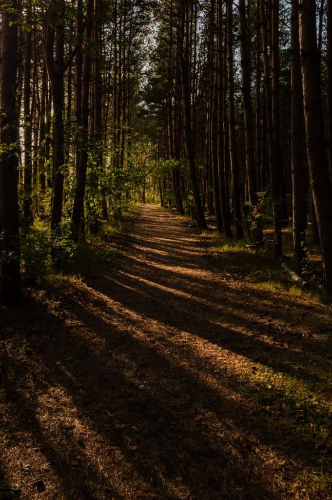 Wyspa Sobieszewska Ptasi Raj las o złotej godzinie