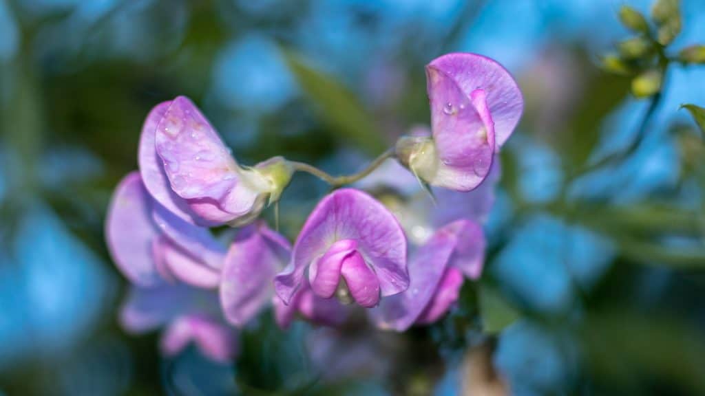 Kwiaty po deszczu - wyzwanie fotograficzne