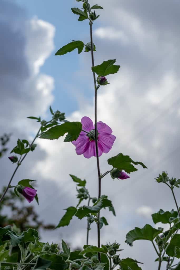Kwiat spoglądający w stronę słońca.