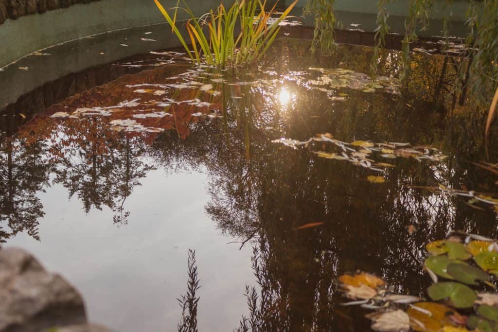 Fotografia lustrzana i odbicia - jesień w parku oliwskim w Gdańsku-1