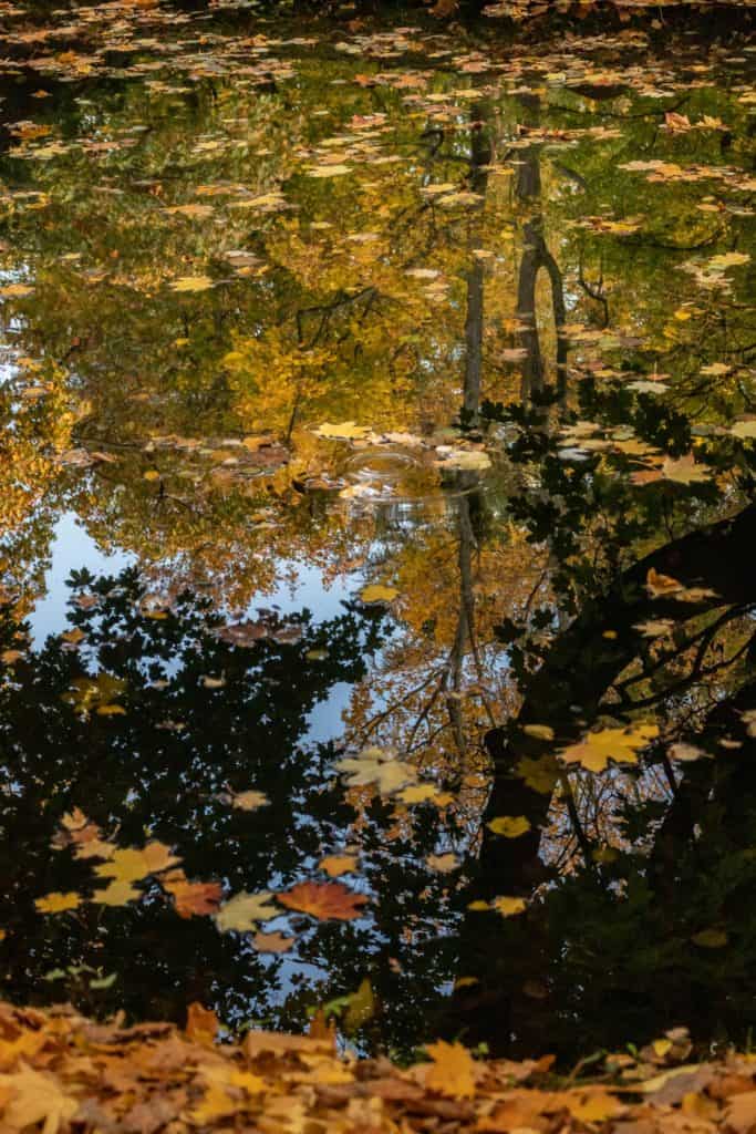 Fotografia lustrzana i odbicia - jesień w parku oliwskim w Gdańsku-10
