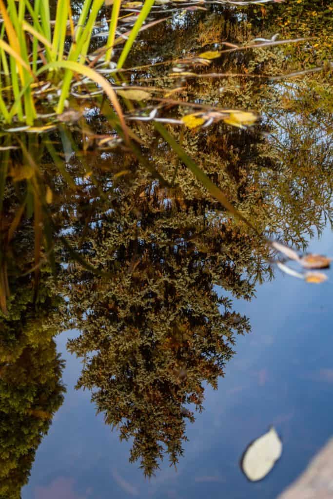 Fotografia lustrzana i odbicia - jesień w parku oliwskim w Gdańsku-4