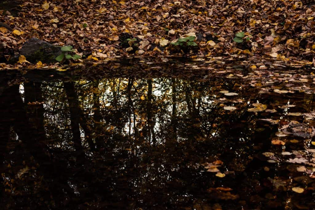 Fotografia lustrzana i odbicia - jesień w parku oliwskim w Gdańsku-6