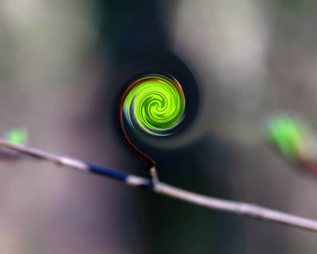 Efekt twirly - pojedynczy list na gałęzi