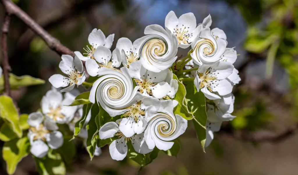 zakręcone liście i kwiat gruszy