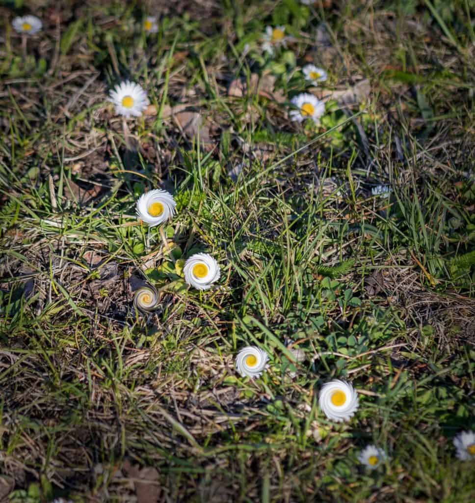 Stokrotki na wiosne - zakręcone liście i płatki