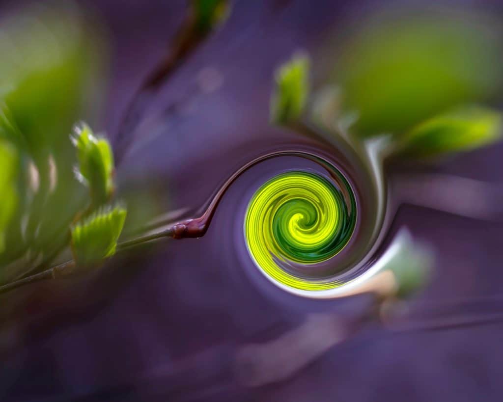 Zakręcony liść - efekt filtru twirl -affinity photo