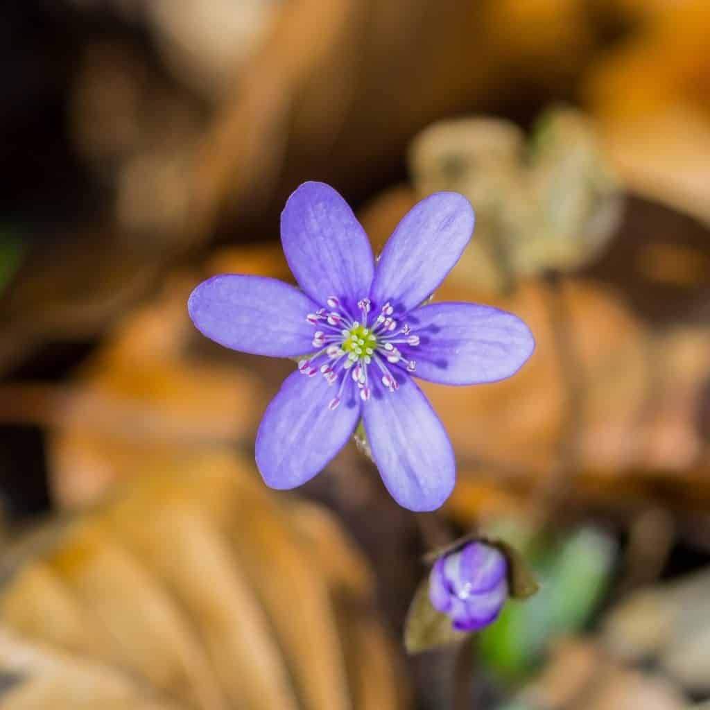 Fotografia przyrodnicza makrofotografia tamron 90 Fioletowy Kwiat lesny HDR 1024x1024 - Makrofotografia poradnik i 7 pomysłów