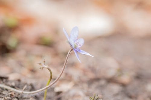 Makrofotografia w lesie - natury i przyrody - Tamron 90mm f2.8